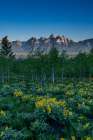 USA, Wyoming. Arrowleaf balsamroot wildflower and aspen trees, Grand Teton National Park Art Print
